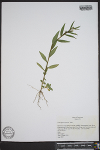 Ludwigia decurrens image