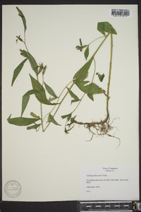 Ludwigia decurrens image