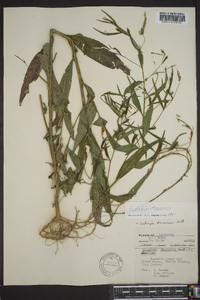 Ludwigia decurrens image