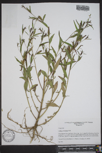 Ludwigia decurrens image