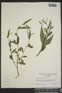 Ludwigia decurrens image