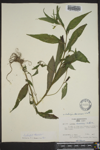 Ludwigia decurrens image