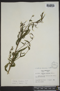 Ludwigia decurrens image