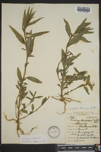 Ludwigia decurrens image