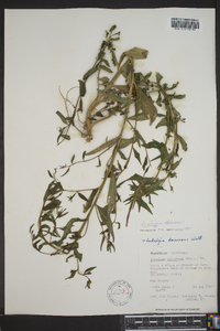 Ludwigia decurrens image