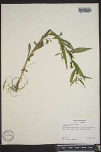 Ludwigia decurrens image