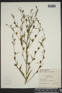 Ludwigia decurrens image