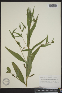 Ludwigia decurrens image