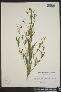 Ludwigia decurrens image