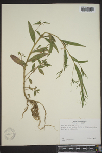 Ludwigia decurrens image