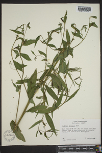 Ludwigia decurrens image