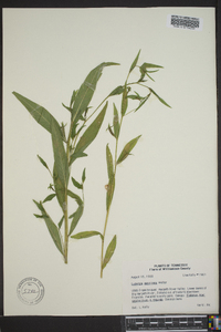 Ludwigia decurrens image