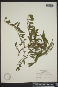 Ludwigia glandulosa image