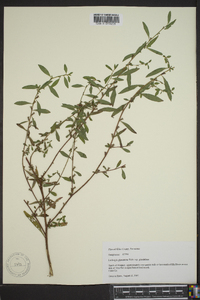 Ludwigia glandulosa image