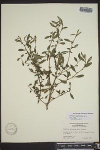 Ludwigia glandulosa image