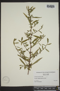 Ludwigia glandulosa image