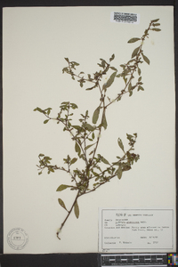 Ludwigia glandulosa image