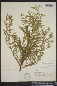 Ludwigia glandulosa image