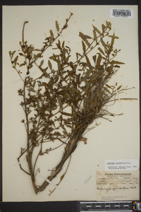 Ludwigia glandulosa image