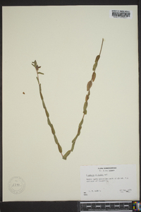 Ludwigia hirtella image