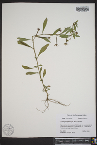 Ludwigia leptocarpa image