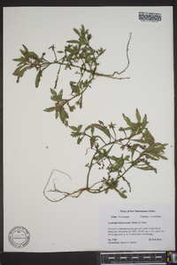 Ludwigia leptocarpa image