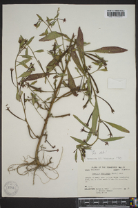 Ludwigia leptocarpa image