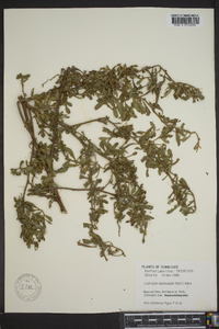 Ludwigia leptocarpa image