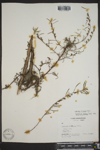 Ludwigia linearis image