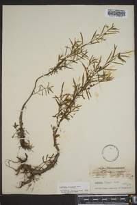 Ludwigia linearis image