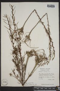 Ludwigia linearis image