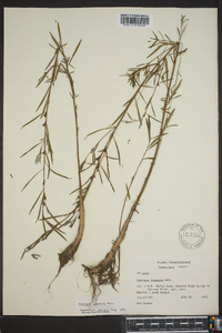 Ludwigia linearis image