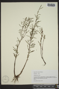 Ludwigia linearis image