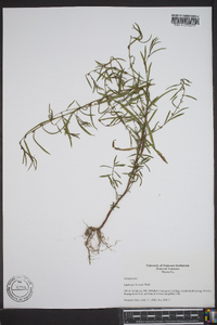 Ludwigia linearis image