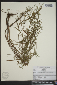 Ludwigia linearis image