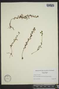 Ludwigia microcarpa image