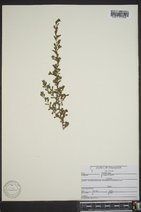 Ludwigia microcarpa image