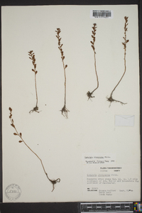 Ludwigia microcarpa image