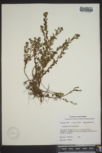 Ludwigia microcarpa image