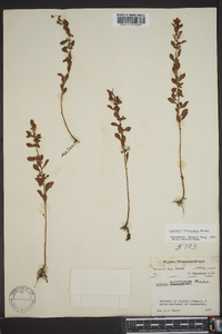 Ludwigia microcarpa image