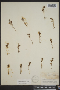 Ludwigia microcarpa image