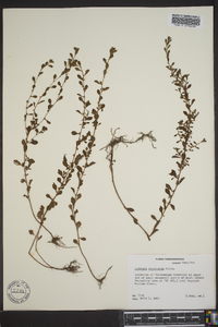 Ludwigia microcarpa image