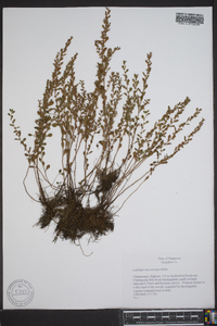 Ludwigia microcarpa image