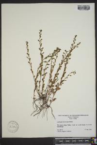 Ludwigia microcarpa image