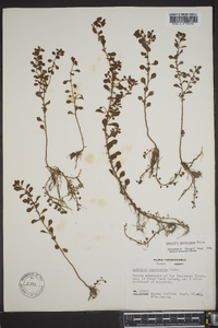 Ludwigia microcarpa image