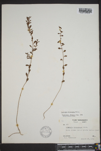 Ludwigia microcarpa image