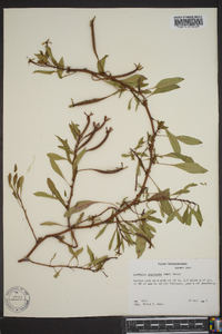 Ludwigia peploides image