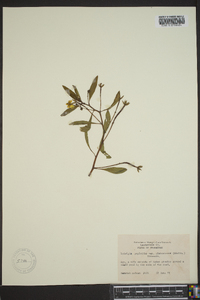 Ludwigia peploides image