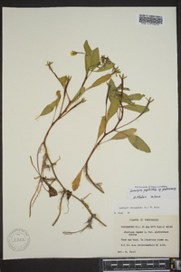 Ludwigia peploides image