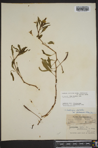 Ludwigia peploides image